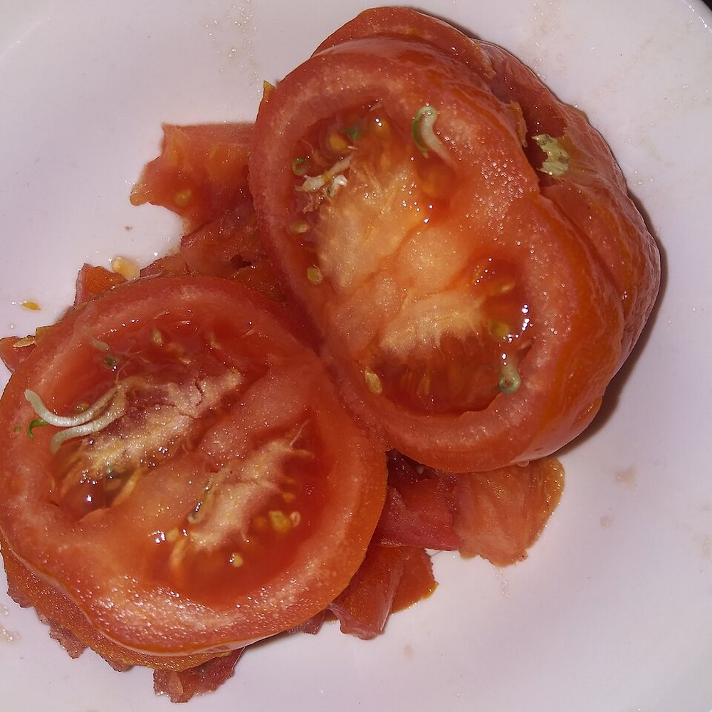 بذور بندورة